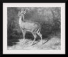 "Deer Sketch from Nature", Arthur Fitzwilliam Tait (1819-1905)