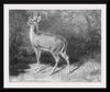 "Deer Sketch from Nature", Arthur Fitzwilliam Tait (1819-1905)