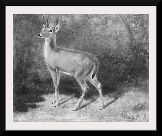 "Deer Sketch from Nature", Arthur Fitzwilliam Tait (1819-1905)