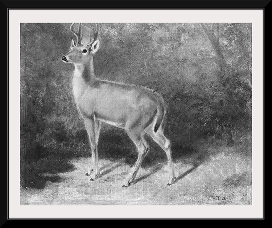 "Deer Sketch from Nature", Arthur Fitzwilliam Tait (1819-1905)