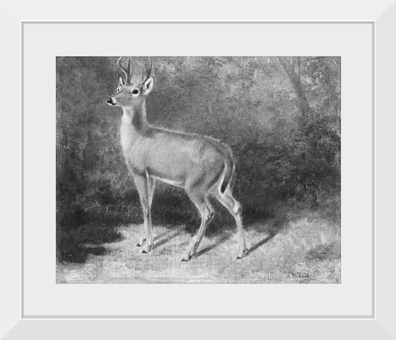 "Deer Sketch from Nature", Arthur Fitzwilliam Tait (1819-1905)