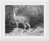 "Deer Sketch from Nature", Arthur Fitzwilliam Tait (1819-1905)