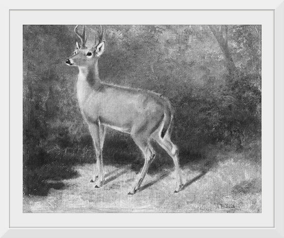 "Deer Sketch from Nature", Arthur Fitzwilliam Tait (1819-1905)