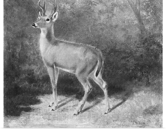 "Deer Sketch from Nature", Arthur Fitzwilliam Tait (1819-1905)