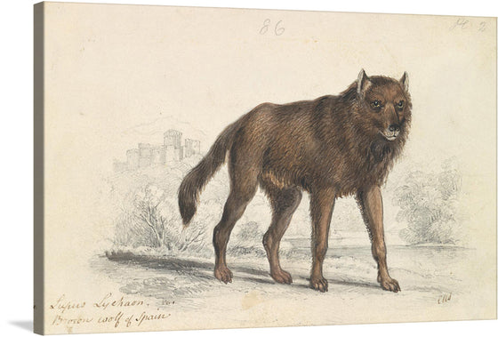 Immerse yourself in the enigmatic allure of this exquisite artwork, a print capturing the majestic stance of a brown wolf against an ethereal backdrop. Every strand of fur, every intense gaze is rendered with meticulous detail, inviting viewers into a world where nature’s untamed beauty reigns supreme. 