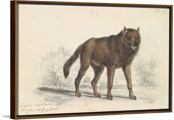 "The Black Wolf (1776-1859)", Charles Hamilton Smith