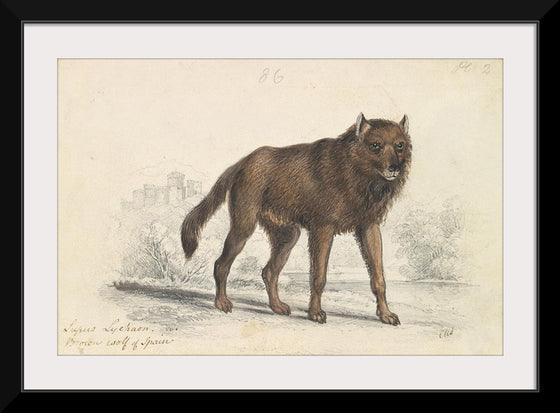 "The Black Wolf (1776-1859)", Charles Hamilton Smith