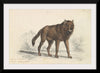"The Black Wolf (1776-1859)", Charles Hamilton Smith
