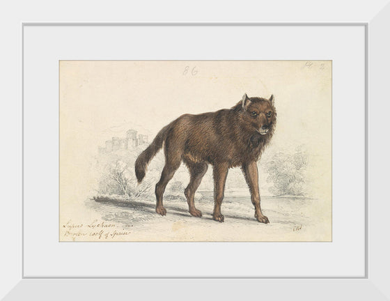 "The Black Wolf (1776-1859)", Charles Hamilton Smith