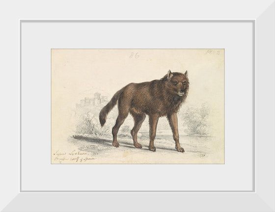 "The Black Wolf (1776-1859)", Charles Hamilton Smith