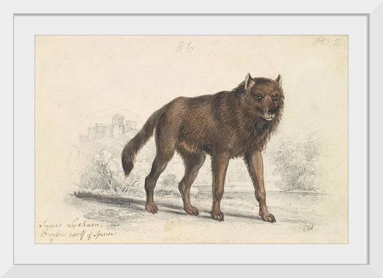 "The Black Wolf (1776-1859)", Charles Hamilton Smith