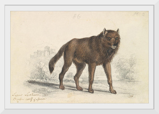 "The Black Wolf (1776-1859)", Charles Hamilton Smith