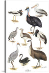 This beautiful print showcases a variety of birds in their natural habitat. The artist has captured the unique characteristics of each bird with great detail and care. This print would make a great addition to any bird lover’s collection.