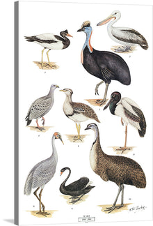  This beautiful print showcases a variety of birds in their natural habitat. The artist has captured the unique characteristics of each bird with great detail and care. This print would make a great addition to any bird lover’s collection.