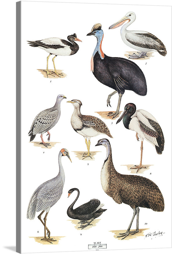 This beautiful print showcases a variety of birds in their natural habitat. The artist has captured the unique characteristics of each bird with great detail and care. This print would make a great addition to any bird lover’s collection.