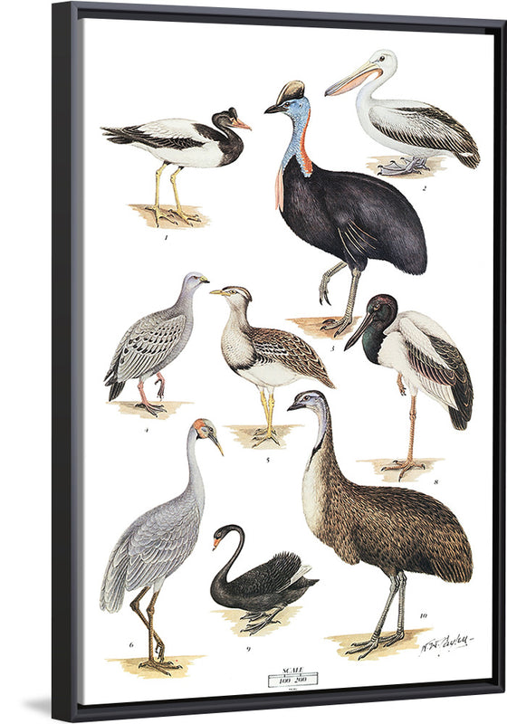 "Australias Largest Birds", Neville William Cayley