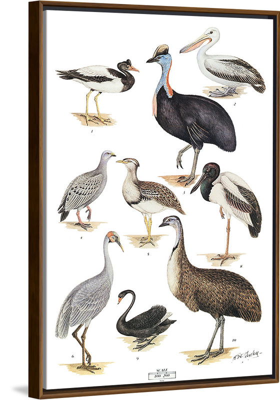 "Australias Largest Birds", Neville William Cayley