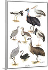 "Australias Largest Birds", Neville William Cayley