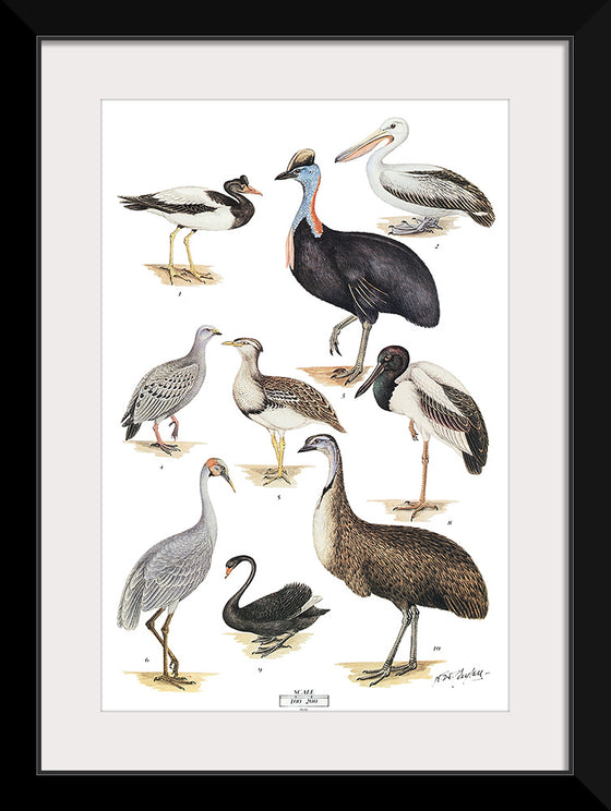 "Australias Largest Birds", Neville William Cayley