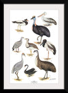 "Australias Largest Birds", Neville William Cayley