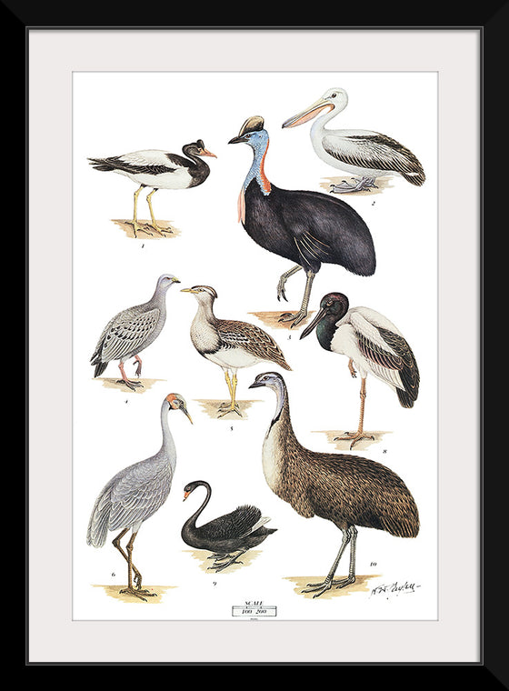 "Australias Largest Birds", Neville William Cayley