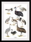 "Australias Largest Birds", Neville William Cayley