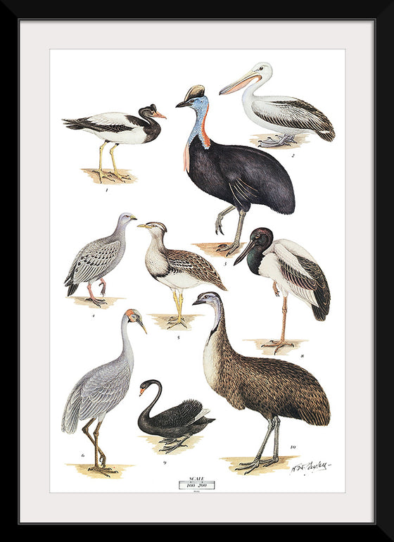 "Australias Largest Birds", Neville William Cayley