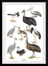 "Australias Largest Birds", Neville William Cayley