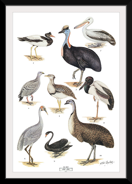 "Australias Largest Birds", Neville William Cayley