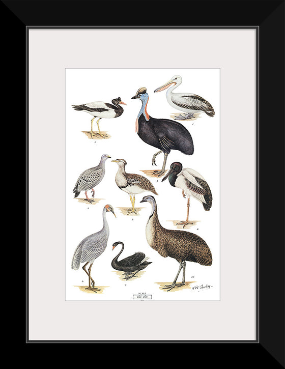 "Australias Largest Birds", Neville William Cayley