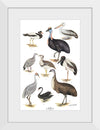 "Australias Largest Birds", Neville William Cayley