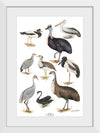 "Australias Largest Birds", Neville William Cayley