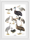 "Australias Largest Birds", Neville William Cayley