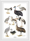 "Australias Largest Birds", Neville William Cayley