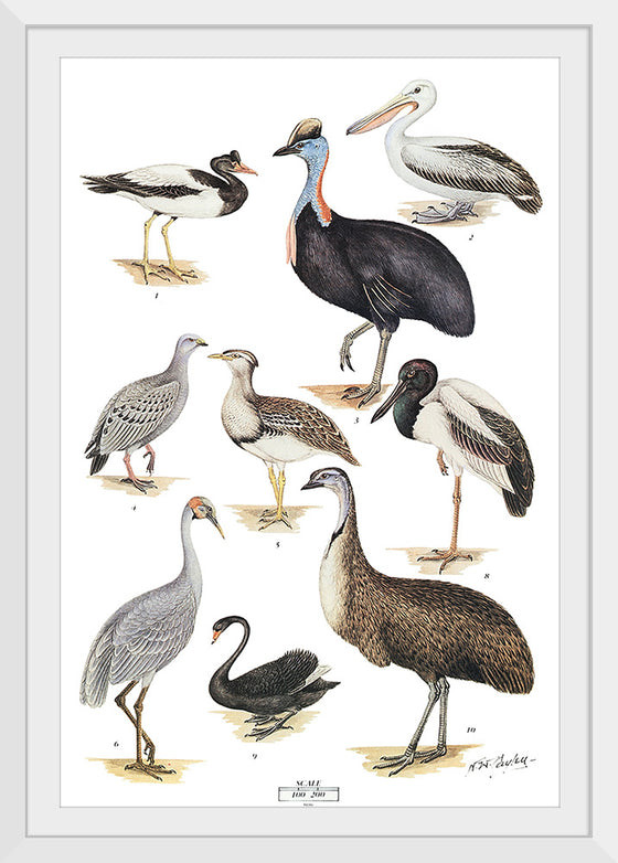 "Australias Largest Birds", Neville William Cayley