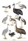 "Australias Largest Birds", Neville William Cayley