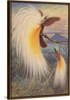 "Birds of Paradise", Thomas William Wood