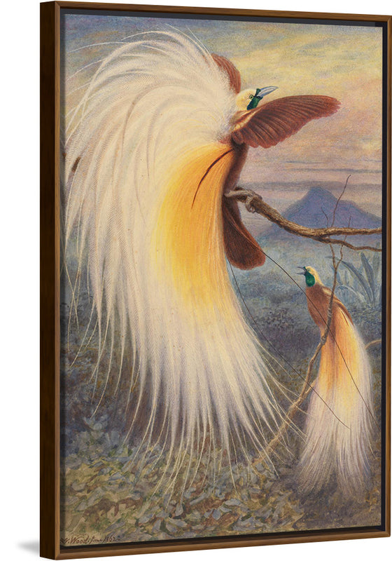 "Birds of Paradise", Thomas William Wood