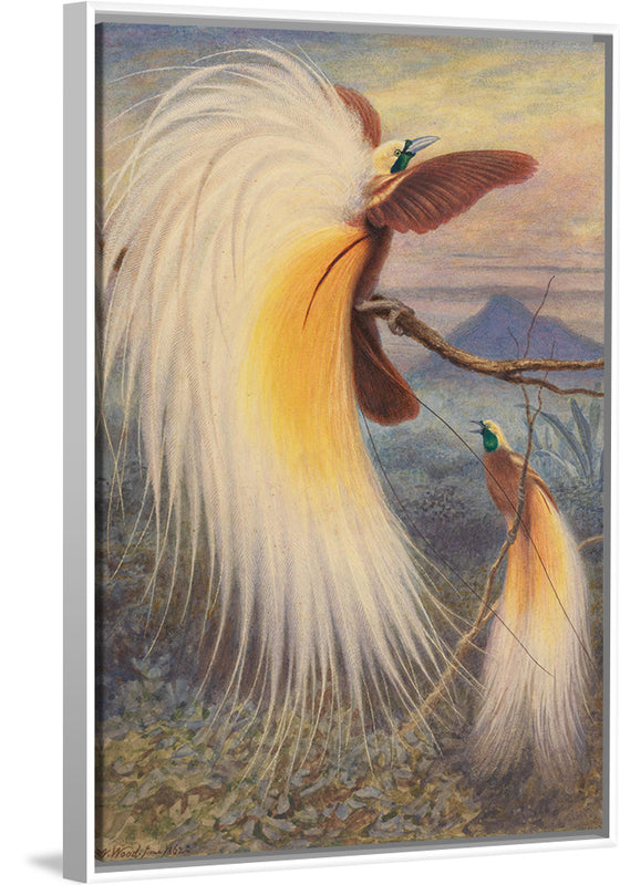 "Birds of Paradise", Thomas William Wood