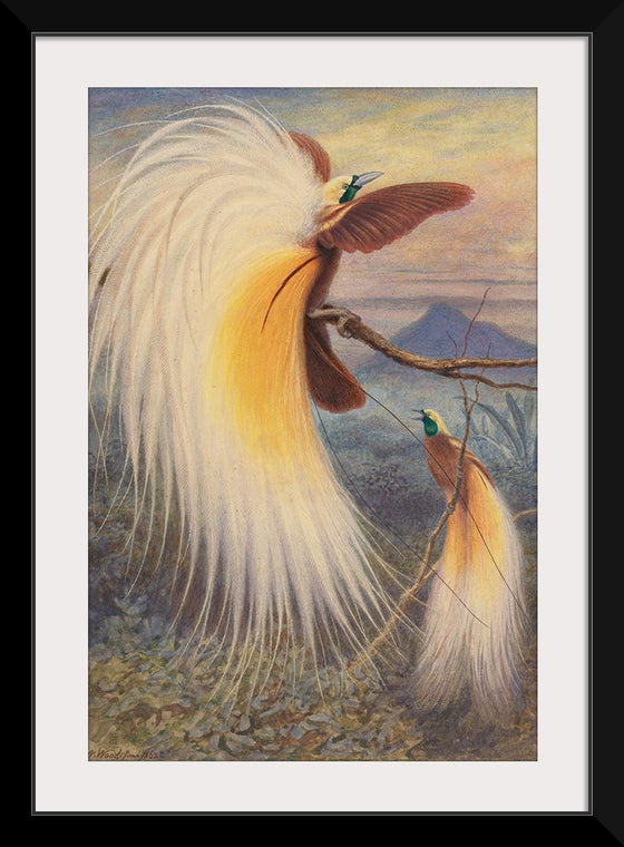 "Birds of Paradise", Thomas William Wood