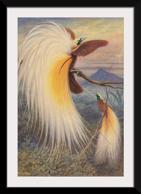 "Birds of Paradise", Thomas William Wood