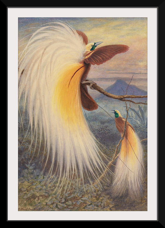 "Birds of Paradise", Thomas William Wood