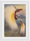 "Birds of Paradise", Thomas William Wood