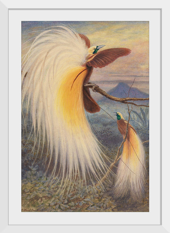 "Birds of Paradise", Thomas William Wood