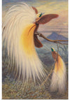 "Birds of Paradise", Thomas William Wood