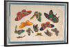 "Twelve Paintings of Butterflies"