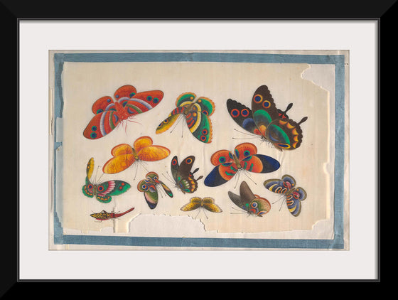 "Twelve Paintings of Butterflies"