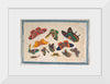 "Twelve Paintings of Butterflies"