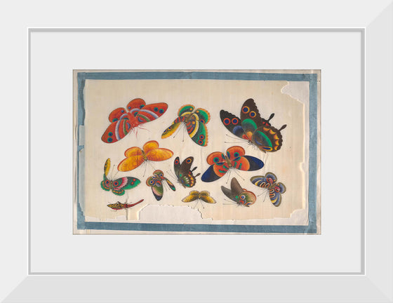 "Twelve Paintings of Butterflies"