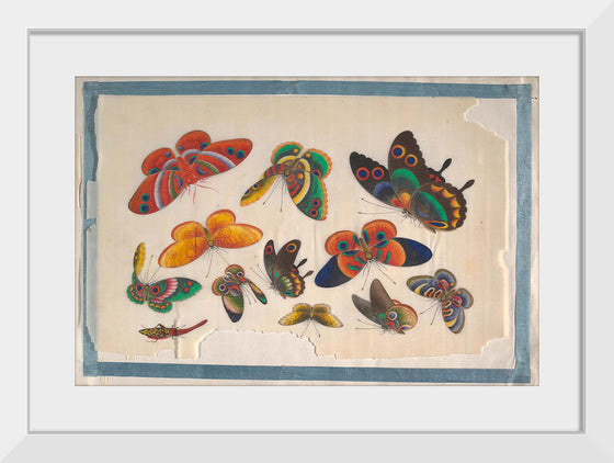 "Twelve Paintings of Butterflies"